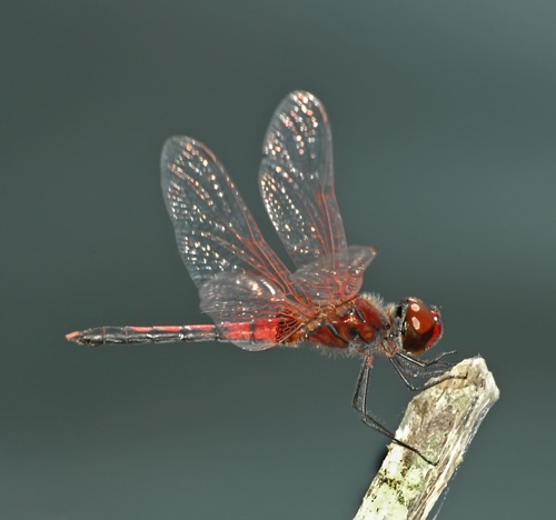 Male
2006_10_01_Upson